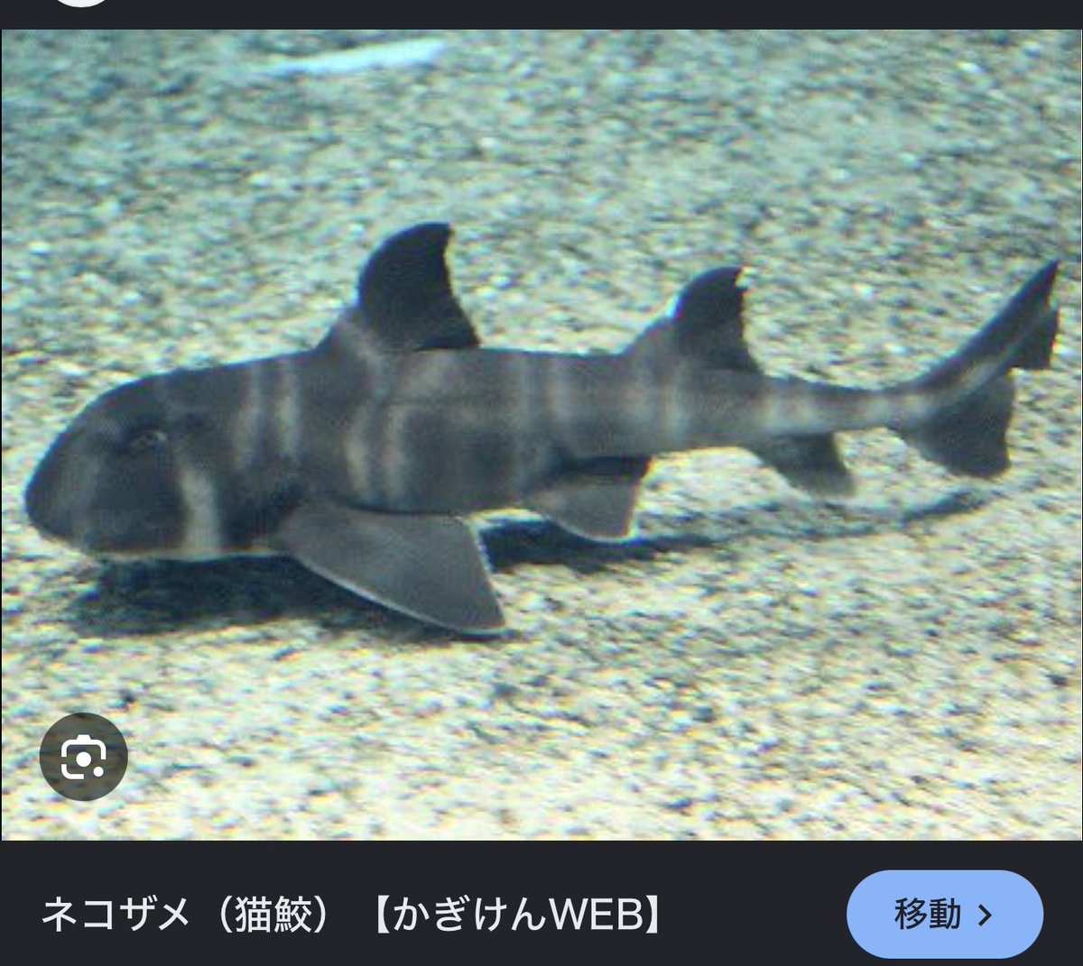 くくる@フクトレ p4r実況する事になった人 tweet media