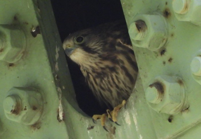 moriyahappy's tweet photo. 取手市にチョウゲンボウの様子を見に行ってきました
運が良ければ巣立ちの様子が観察できるかな?と思ったけど、今日は巣立ちませんでした
明日か明後日には巣立つ感じではありましたよ〜☺
#チョウゲンボウ #Commonkestrel https://t.co/0eg8sqAUux