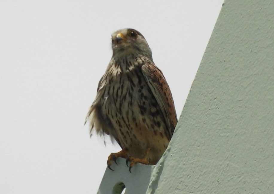 moriyahappy's tweet photo. 取手市にチョウゲンボウの様子を見に行ってきました
運が良ければ巣立ちの様子が観察できるかな?と思ったけど、今日は巣立ちませんでした
明日か明後日には巣立つ感じではありましたよ〜☺
#チョウゲンボウ #Commonkestrel https://t.co/0eg8sqAUux