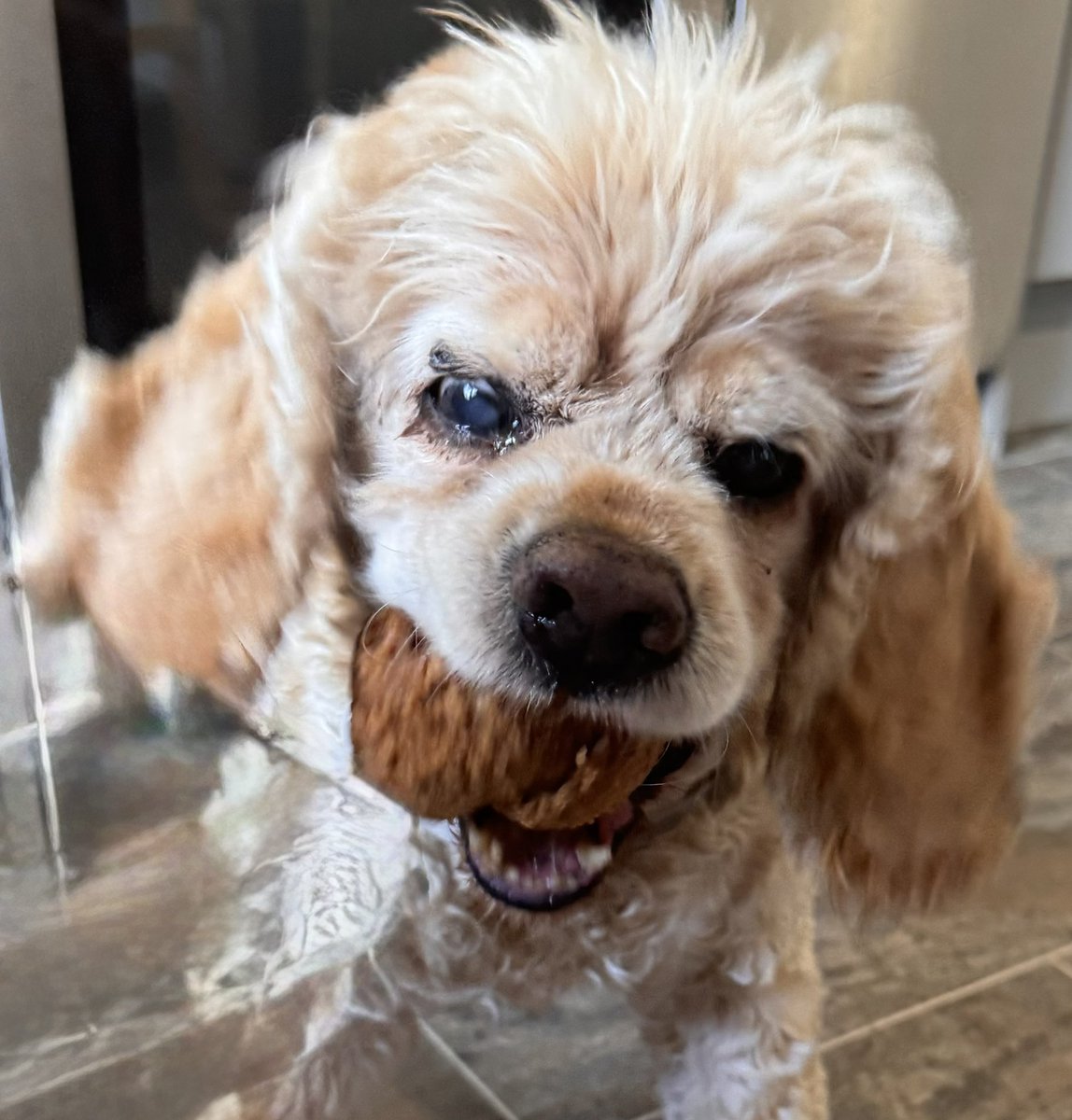 Super Spaniels tweet media