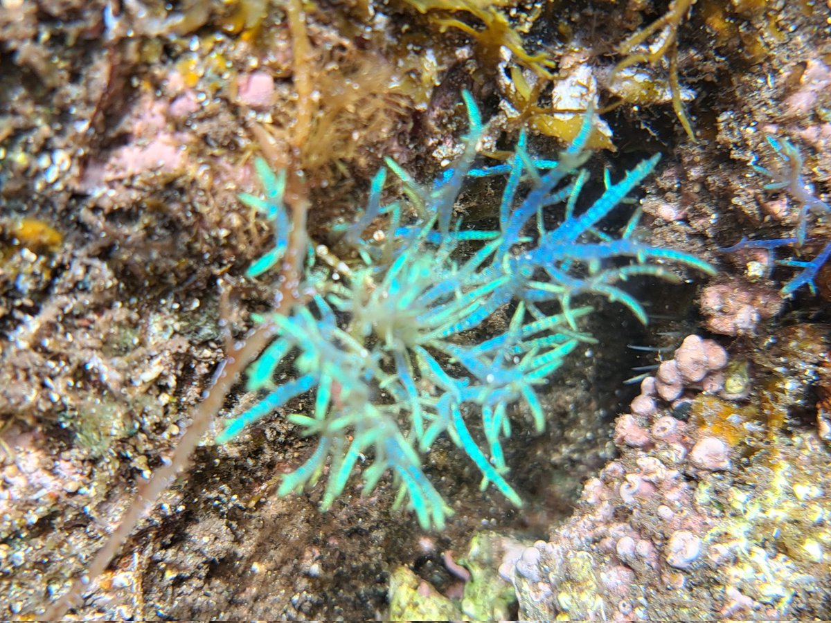 deepsea_15's tweet photo. ナイスもりもりでした https://t.co/uqcYcNjcgZ