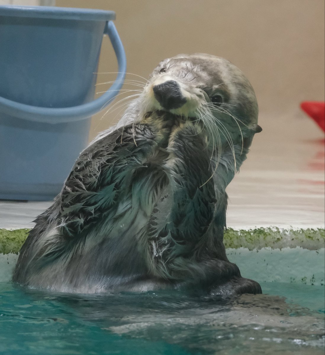 キラちゃん キラちゃん