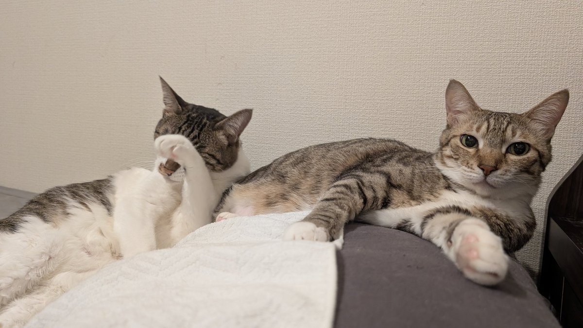 blue_noracat's tweet photo. なによ  積み重なっちゃって https://t.co/WsVXJx083a