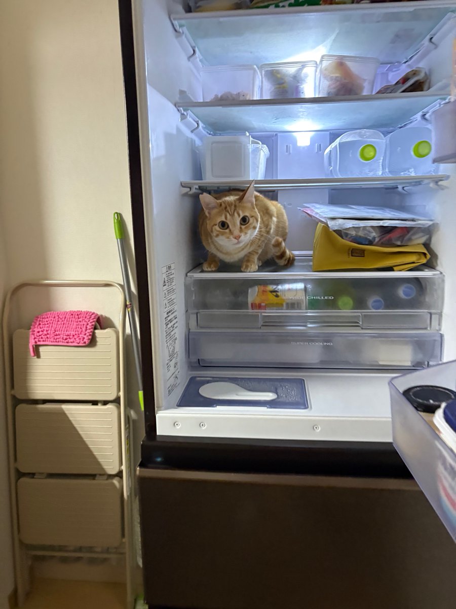 俺は茶トラのちゃー助だ tweet media