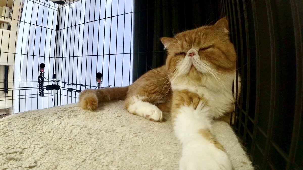 minnano_zoo_ntv's tweet photo. 花＊花 おのまきこさんが預かる
「ニャオハ」は、

プリンセスのような先住猫「ココ」様👑が
とにかく気になってしょうがない...！

警戒心が抜けない今の関係を乗り越え
不器用猫「ニャオハ」は
「ココ」様と仲良くできるのか！？

6/27(土)よる7時からです！
是非ご覧ください💖🌿
#嗚呼みんなの動物園