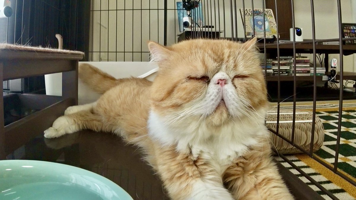 minnano_zoo_ntv's tweet photo. 花＊花 おのまきこさんが預かる
「ニャオハ」は、

プリンセスのような先住猫「ココ」様👑が
とにかく気になってしょうがない...！

警戒心が抜けない今の関係を乗り越え
不器用猫「ニャオハ」は
「ココ」様と仲良くできるのか！？

6/27(土)よる7時からです！
是非ご覧ください💖🌿
#嗚呼みんなの動物園