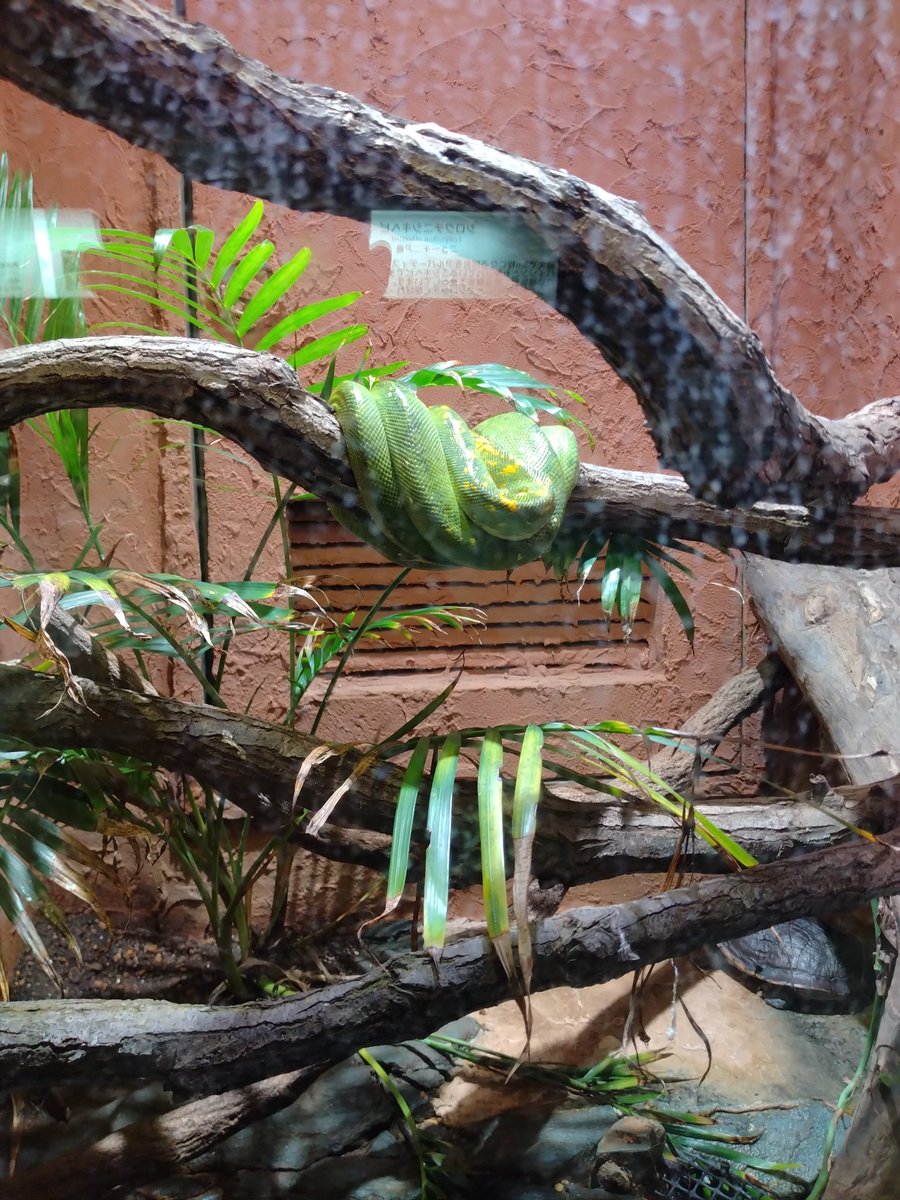0enoz0's tweet photo. izoo

・運良く下に降りて来た所が見れたカメレオン、その後葉っぱに隠れて見えなくなる。
・運良く頭を出してくれた赤いヘビ。
・緑のヘビは本当にそうやってぶら下がるのかと感動。 https://t.co/ChEFlHj4iq