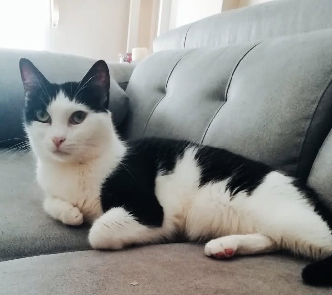 AdopFelinasVLC's tweet photo. #MISHI ha encontrado el mejor lugar de la casa para pasar la mañana, sin duda 🤍🖤
https://t.co/7gtKuiwpKh https://t.co/oIoR8emyCk