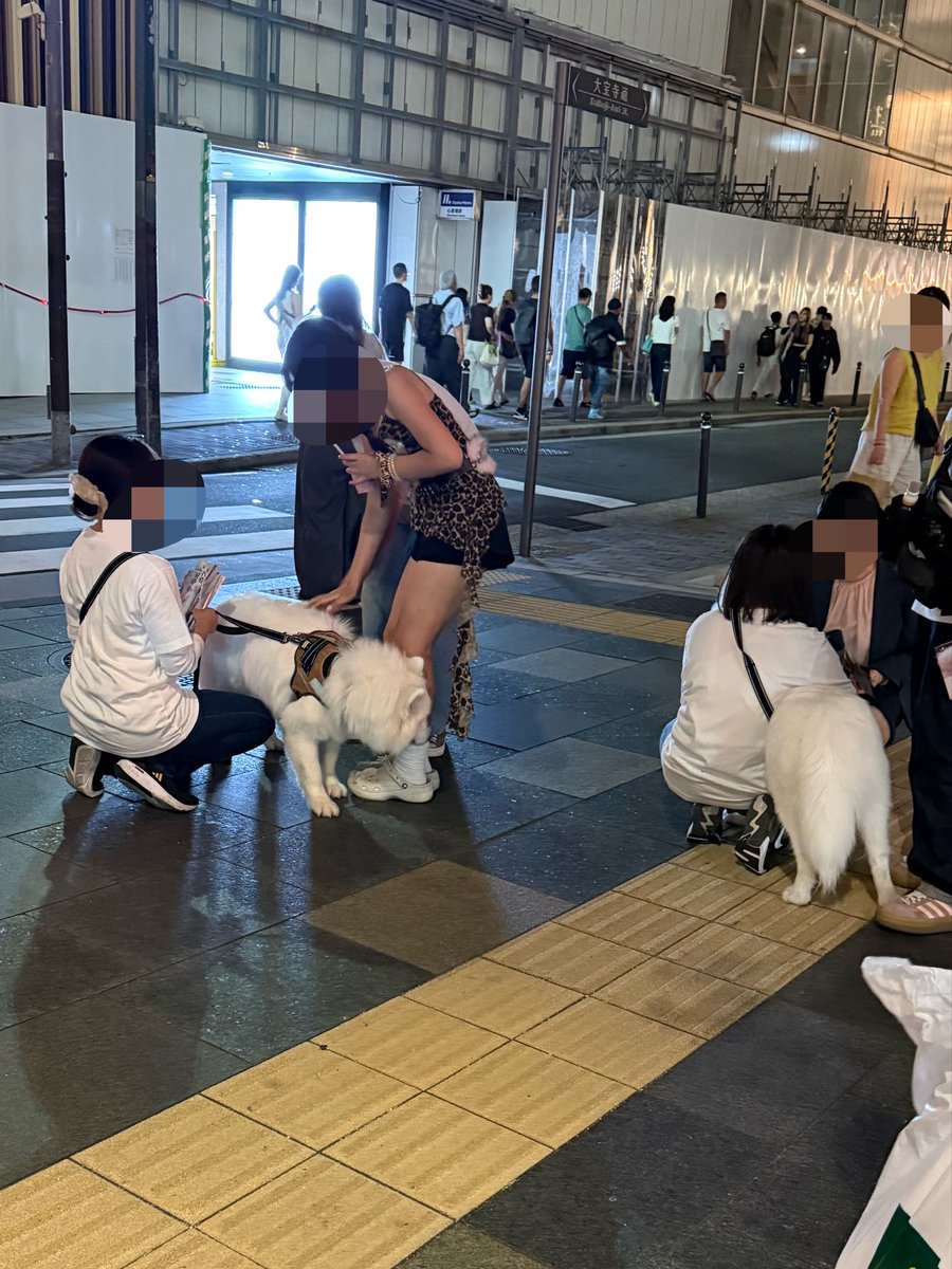 onlywin_cospa's tweet photo. 御堂筋にサモエド大量発生🤍かわいい https://t.co/f9SOMqNqER