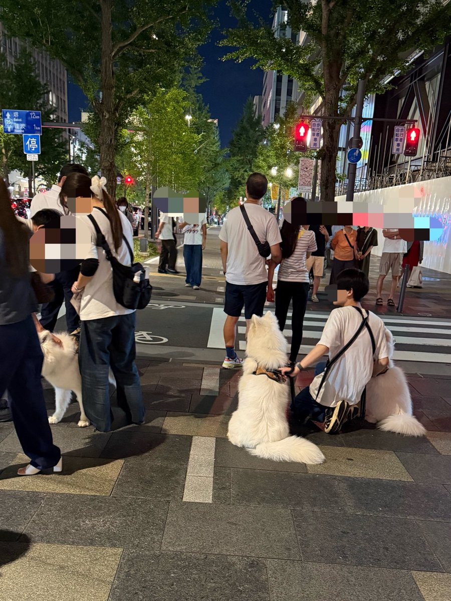 onlywin_cospa's tweet photo. 御堂筋にサモエド大量発生🤍かわいい https://t.co/f9SOMqNqER