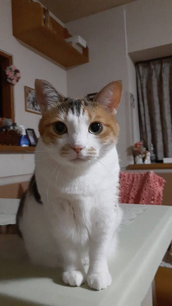 三毛猫