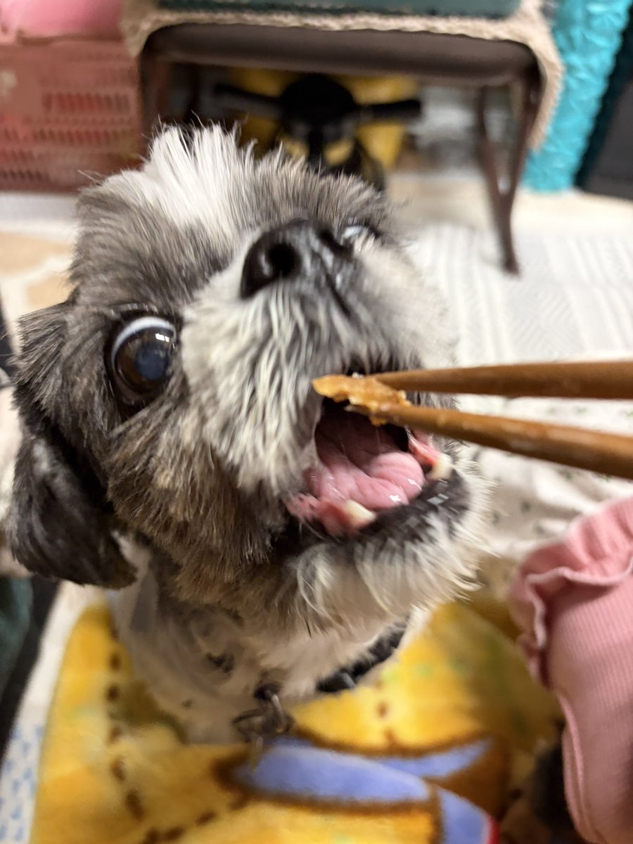 25affectueuseme's tweet photo. 今日はパパの誕生日🥳
還暦を迎えこれからも、まだまだ頑張ってもらいましょう❤️
ちび達はケンタッキーのお肉で悪魔に豹変🐶 https://t.co/zZcV5p39ng