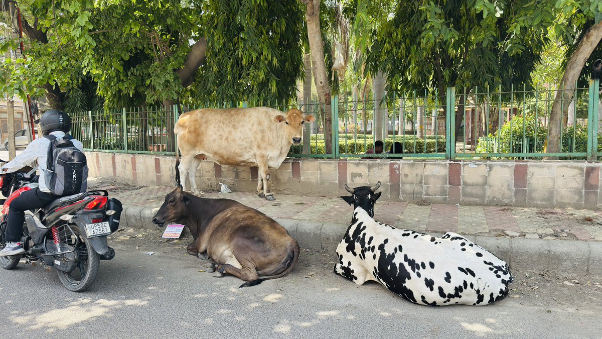 singalaagosh's tweet photo. Subject: Request for Urgent Intervention for Stray and Neglected Cows

Respected Ma’am,

It saddens me deeply to see cows wandering on the streets without proper food and care. During this struggle for survival, they often get injured and are forced to feed on garbage, which is both distressing and harmful to their health.

Unfortunately, many owners take the milk from these animals and then abandon them to fend for themselves. The consumption of waste and plastic not only endangers the cows but also raises serious concerns about public health and animal welfare.

I humbly request you to kindly intervene in this matter at the earliest. Our cows are in a very poor condition and urgently need care, protection, and proper shelter. Your support and timely action can make a significant difference in improving their lives.

Thank you for your attention and consideration.

Warm Regards,
Aagosh Singal

@gupta_rekha @MCD_Delhi