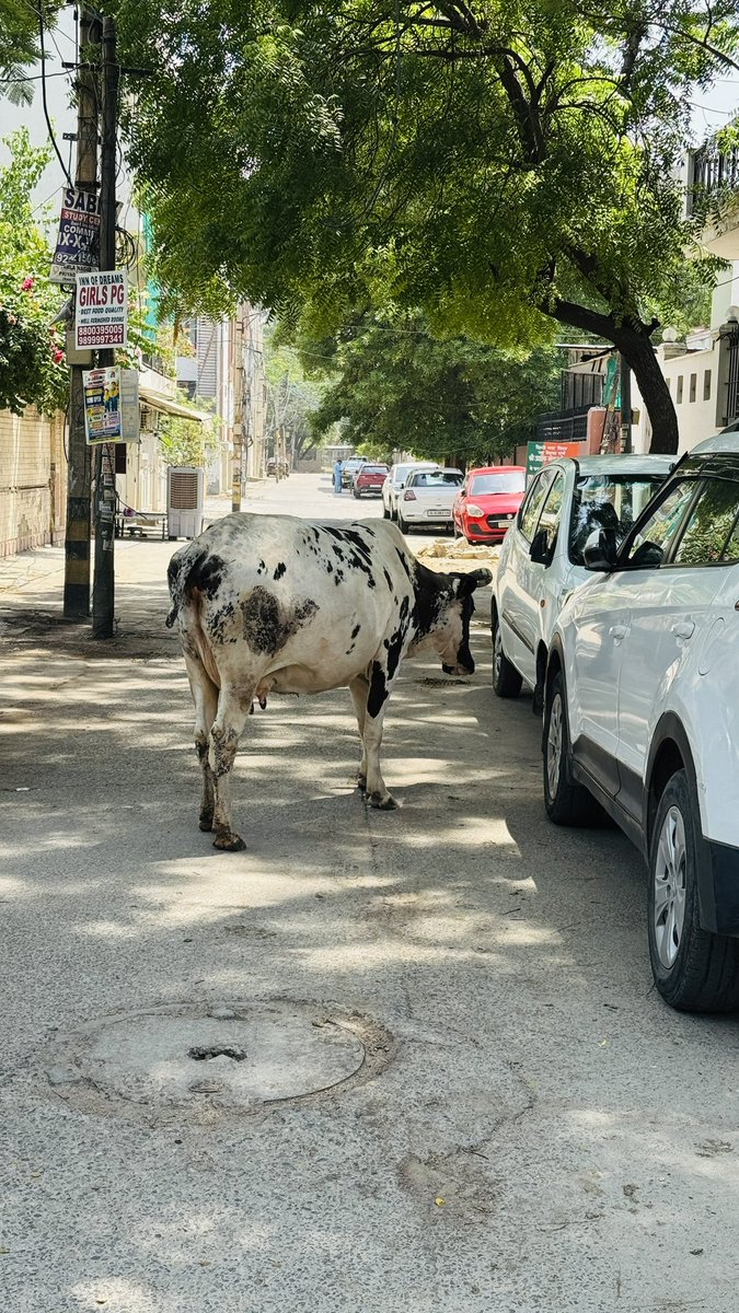 singalaagosh's tweet photo. Subject: Request for Urgent Intervention for Stray and Neglected Cows

Respected Ma’am,

It saddens me deeply to see cows wandering on the streets without proper food and care. During this struggle for survival, they often get injured and are forced to feed on garbage, which is both distressing and harmful to their health.

Unfortunately, many owners take the milk from these animals and then abandon them to fend for themselves. The consumption of waste and plastic not only endangers the cows but also raises serious concerns about public health and animal welfare.

I humbly request you to kindly intervene in this matter at the earliest. Our cows are in a very poor condition and urgently need care, protection, and proper shelter. Your support and timely action can make a significant difference in improving their lives.

Thank you for your attention and consideration.

Warm Regards,
Aagosh Singal

@gupta_rekha @MCD_Delhi