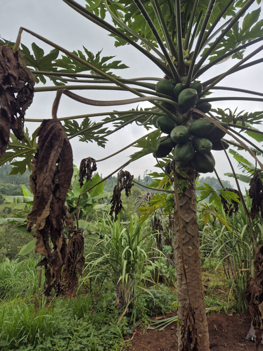 mwaithak4's tweet photo. You can grow anything in central kenya https://t.co/77spSkv8nD