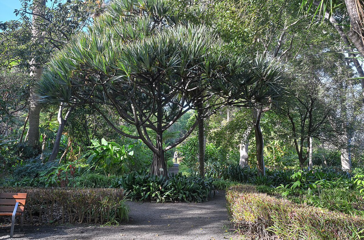 Educo_gratis's tweet photo. El Jardín de Aclimatación de la Orotava en #Tenerife nació por orden de Carlos III a finales del s. XVIII para recibir plantas de climas tropicales del mundo y "aclimatarlas" antes de enviarlas a la fría Península Ibérica

Es así el segundo Jardín Botánico en antigüedad de España https://t.co/4AbPRF746P