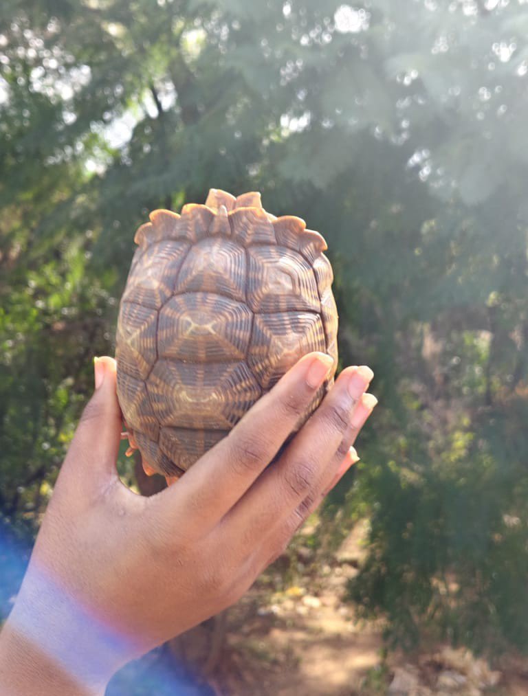 LegalPartnersSA's tweet photo. My daughter's smaller tortoise. She has three more licensed pets. https://t.co/MjINvd7G8A