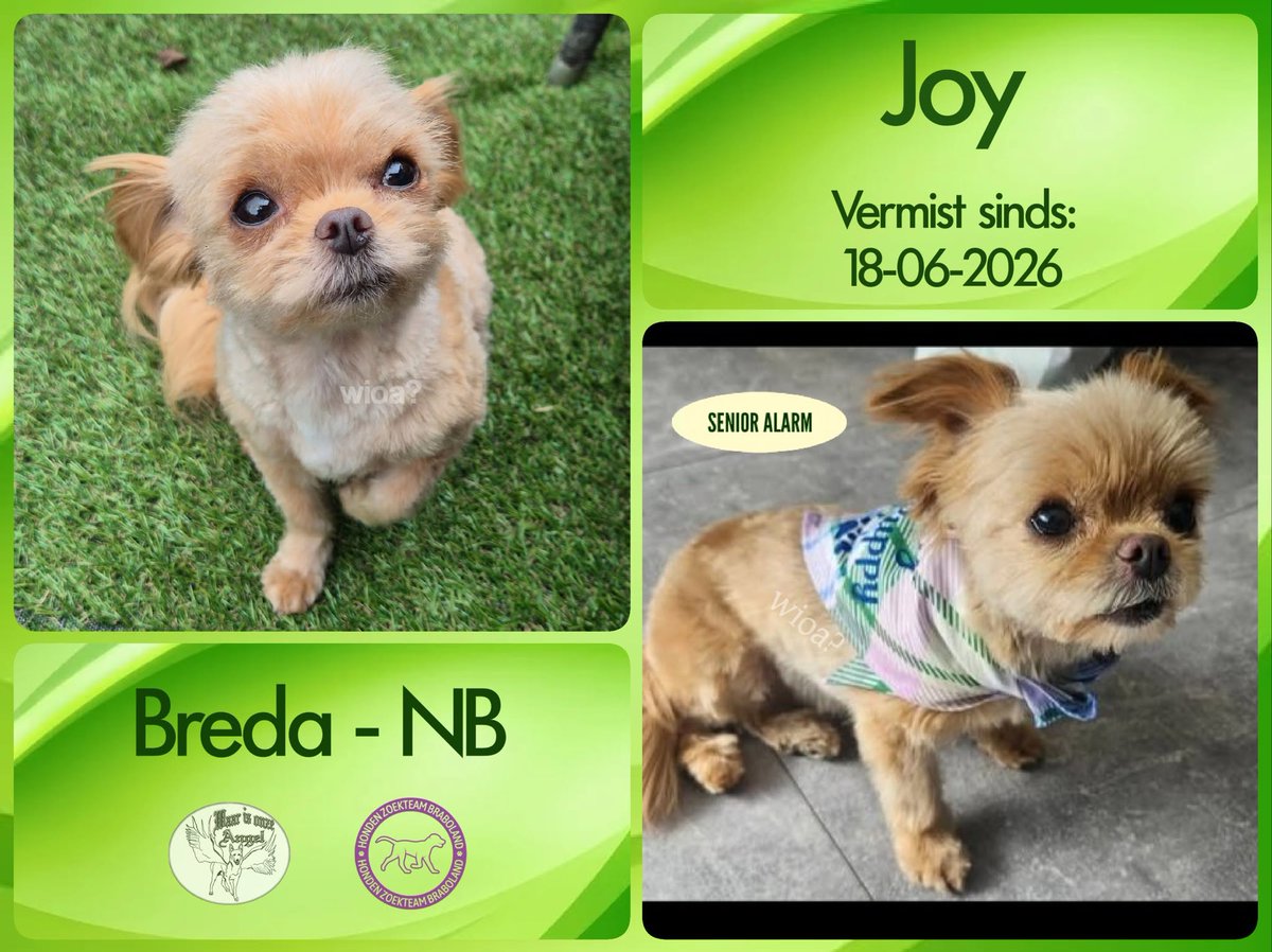 waarisonzeangel's tweet photo. Joy #Vermist sinds 18-06-2026 te #Breda #NoordBrabant 

https://t.co/jldGH2Gmid https://t.co/LDEe9MB779