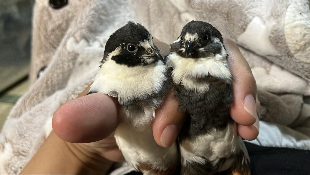 1b4fc39ec9e04d3's tweet photo. 旦那の足に驚いた🐧🐧🐦💨💦 https://t.co/7CjJf1kRoh