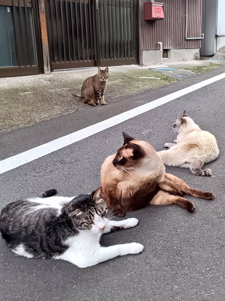 Grandpa_hunter_'s tweet photo. 仲良し野良ニャンコ❤️

毎日通勤途中に会うので
猫達とすっかり顔見知りになってしまっのです❤️

道路の真ん中でくつろいでるのが何ともいい感じなのでした😊
#徳島県 https://t.co/mIGs0Qrmbg