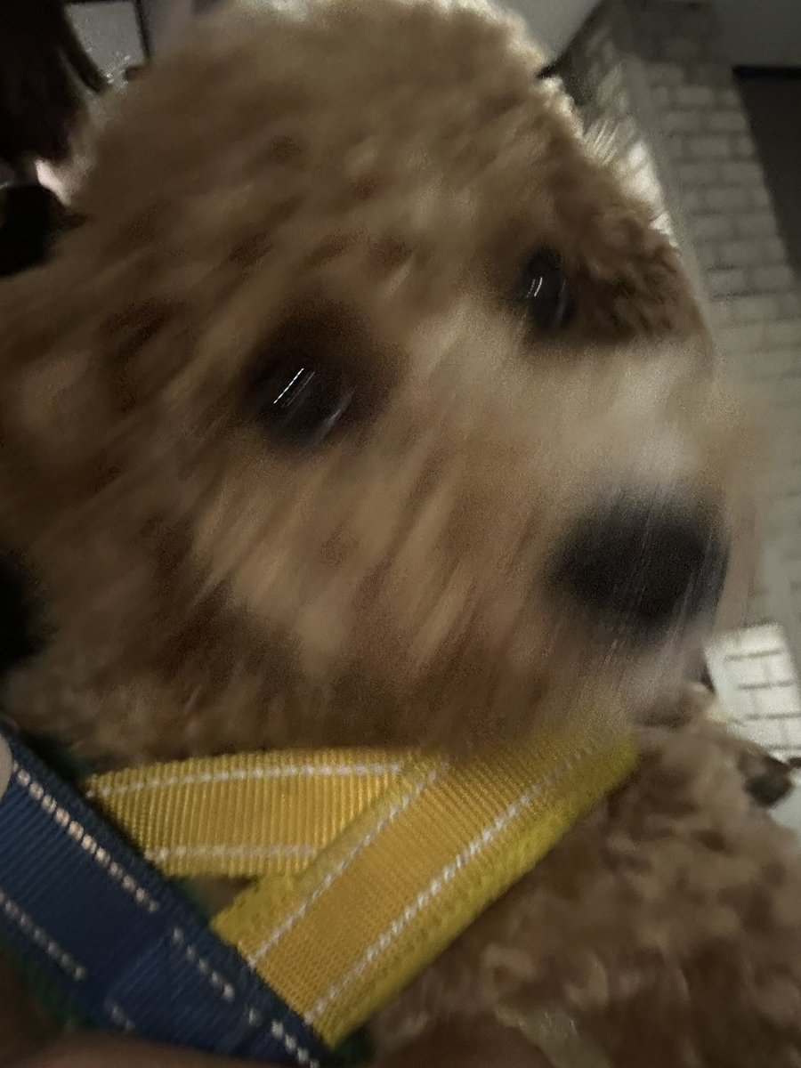 tempura24modoki's tweet photo. よるの散歩の帰り道はスリング抱っこに限るぜ https://t.co/i3OkaHsXJk