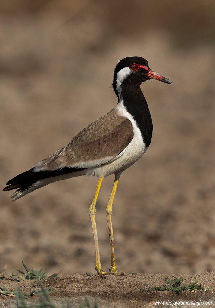 Draksphotos's tweet photo. Red-wattled lapwing, Bahrain. #RedWattledLapwing #bahrain #photography #wildlifephotography #LapwingChick https://t.co/FycZAQOGqN