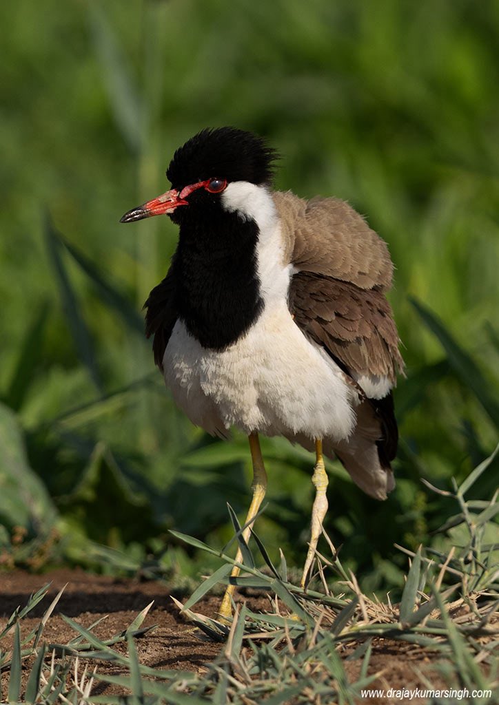 Draksphotos's tweet photo. Red-wattled lapwing, Bahrain. #RedWattledLapwing #bahrain #photography #wildlifephotography #LapwingChick https://t.co/FycZAQOGqN
