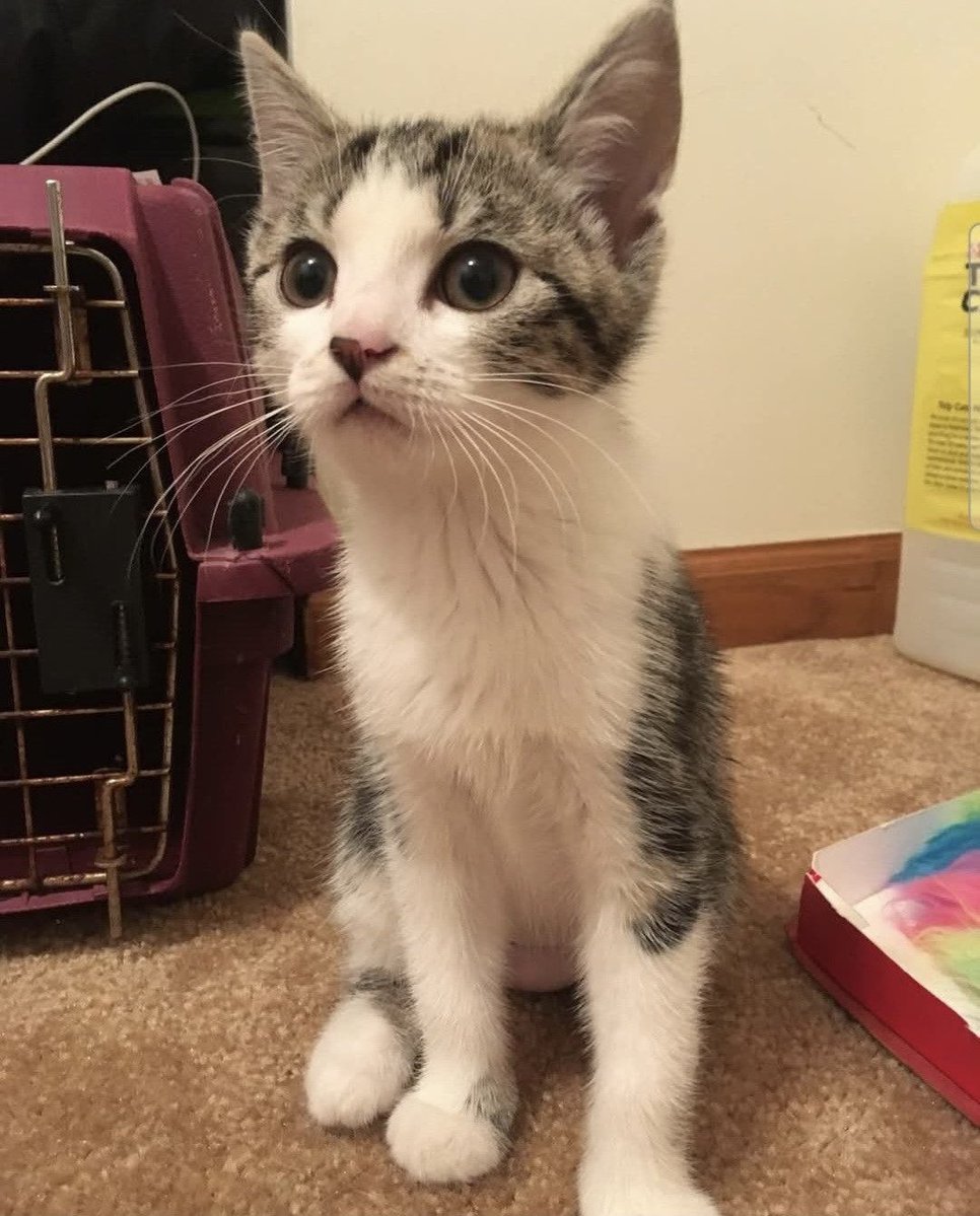 drizzylitfw's tweet photo. I said no three times at the SPCA because I'm not a cat person. She sat and purred in my lap as the lady said "How? She won't let anyone hold her!". I knew I wanted her then. Three days later my girlfriend said "she got adopted today". When I asked by who, she said "us!".
Welcome home Nirvana.
