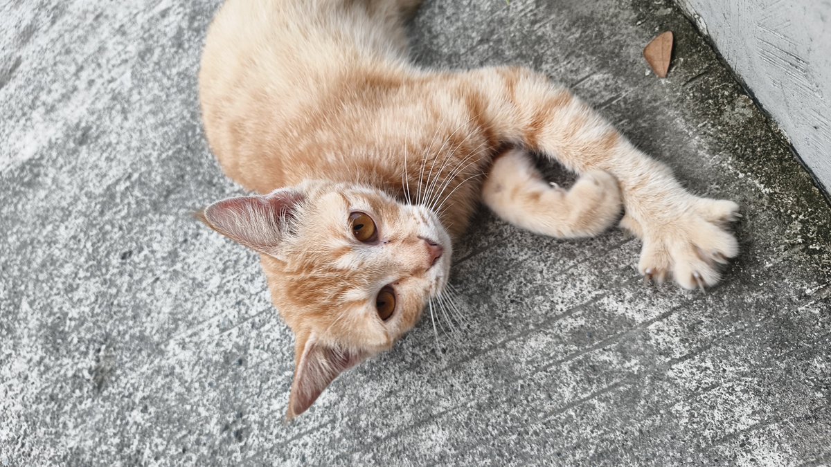 lisaashaa's tweet photo. Ketemu lagi sama yang manja² begini. Gor Kadrie Oening banyak Meong yang serasa jadi teman olahraga. https://t.co/Zw9LgjKNMJ