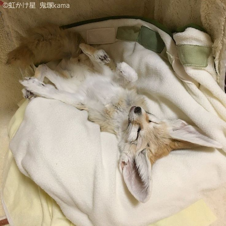 everyday_fox's tweet photo. https://t.co/WAWC85LeZM