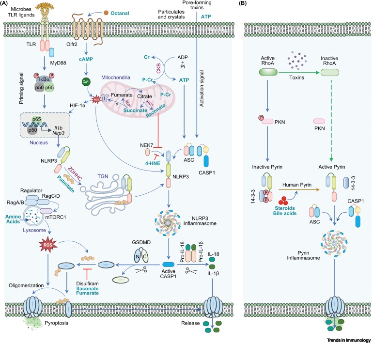 TrendsImmuno's tweet photo. Metabolic regulatory nodes of the inflammasome and inflammatory cell death https://t.co/tf7RPPSD6k #immunology https://t.co/qq6yug13Dc