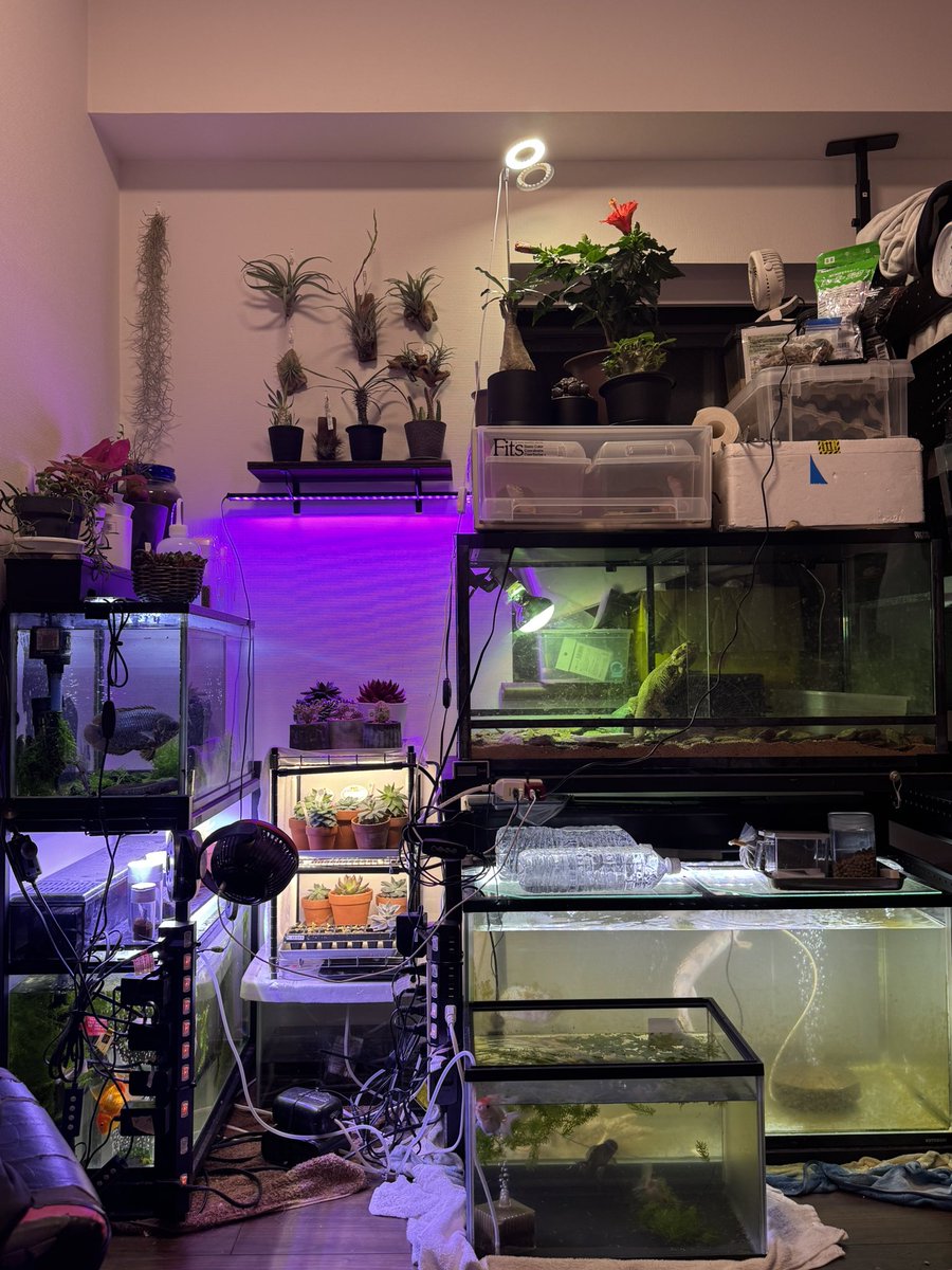 Syun__2525pr's tweet photo. 部屋がだいぶ緑臭い https://t.co/GrNhsBqmHA