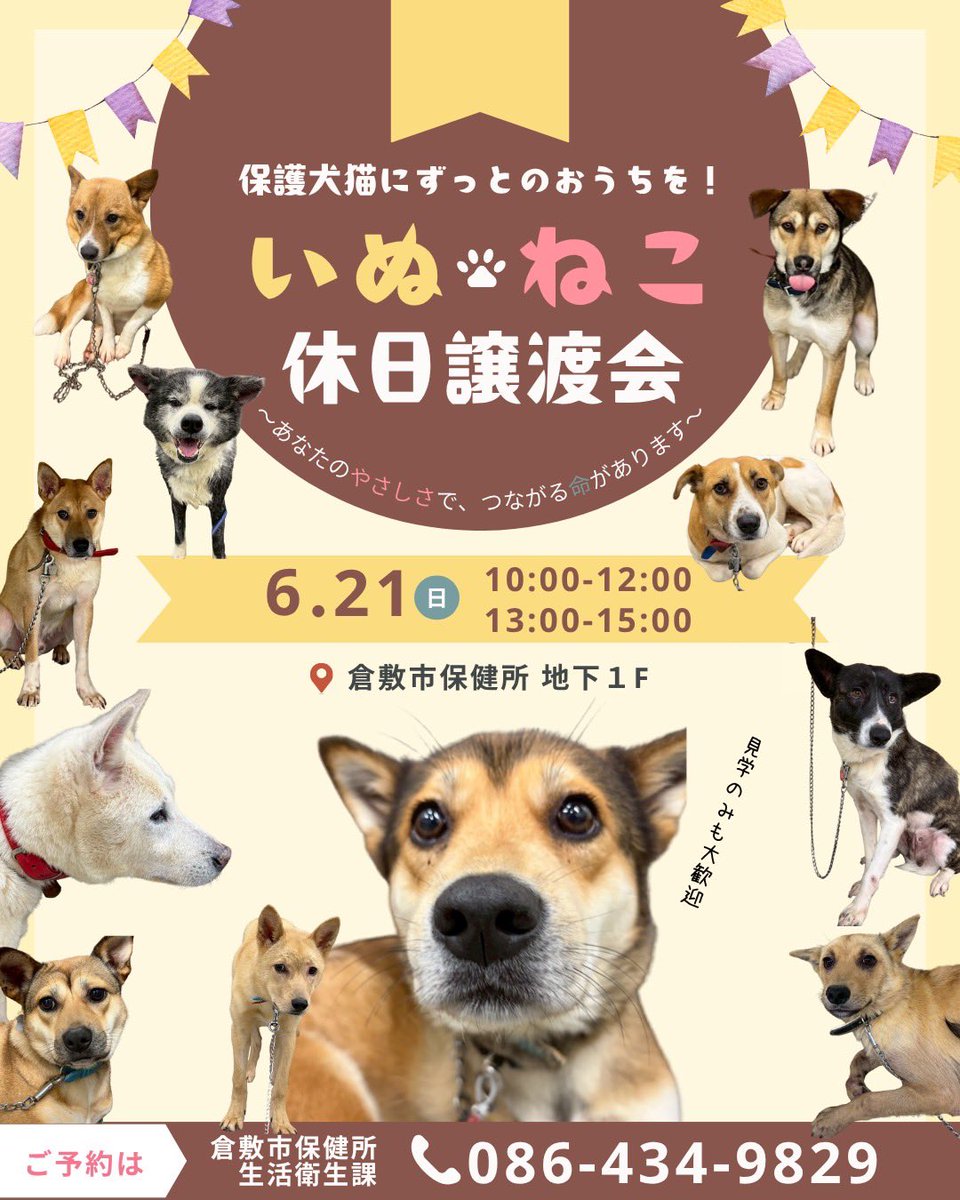 lharmonie2424's tweet photo. 倉敷市保健所より家族募集中🍀
シャンプーしましたダンノくん

6/17はボランティア約10名でトリミングday

成犬
かおり　爪切り
たわし　シャンプー&amp;爪切り
スカリー　シャンプー
さくら　シャンプー&amp;爪切り

子犬
そうしくん　爪切り
おから　シャンプー
アキバ　シャンプー

みんながんばりました✨ https://t.co/kb58PphK8x