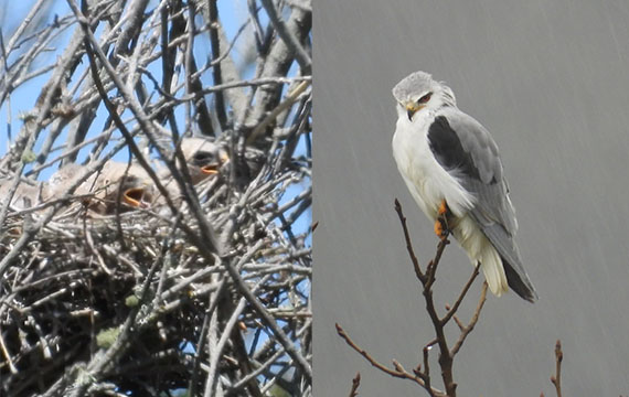 BirdCenter_ tweet picture