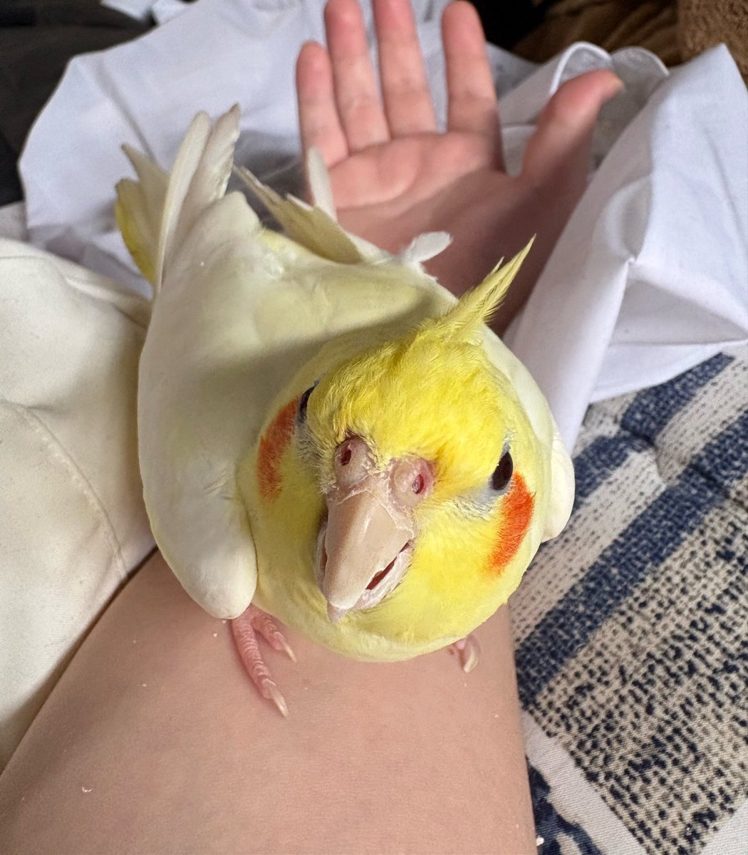 icororo_'s tweet photo. 休日オカメインコ、
写真を撮られてチョイオコオカメインコ https://t.co/53wSypd3gM