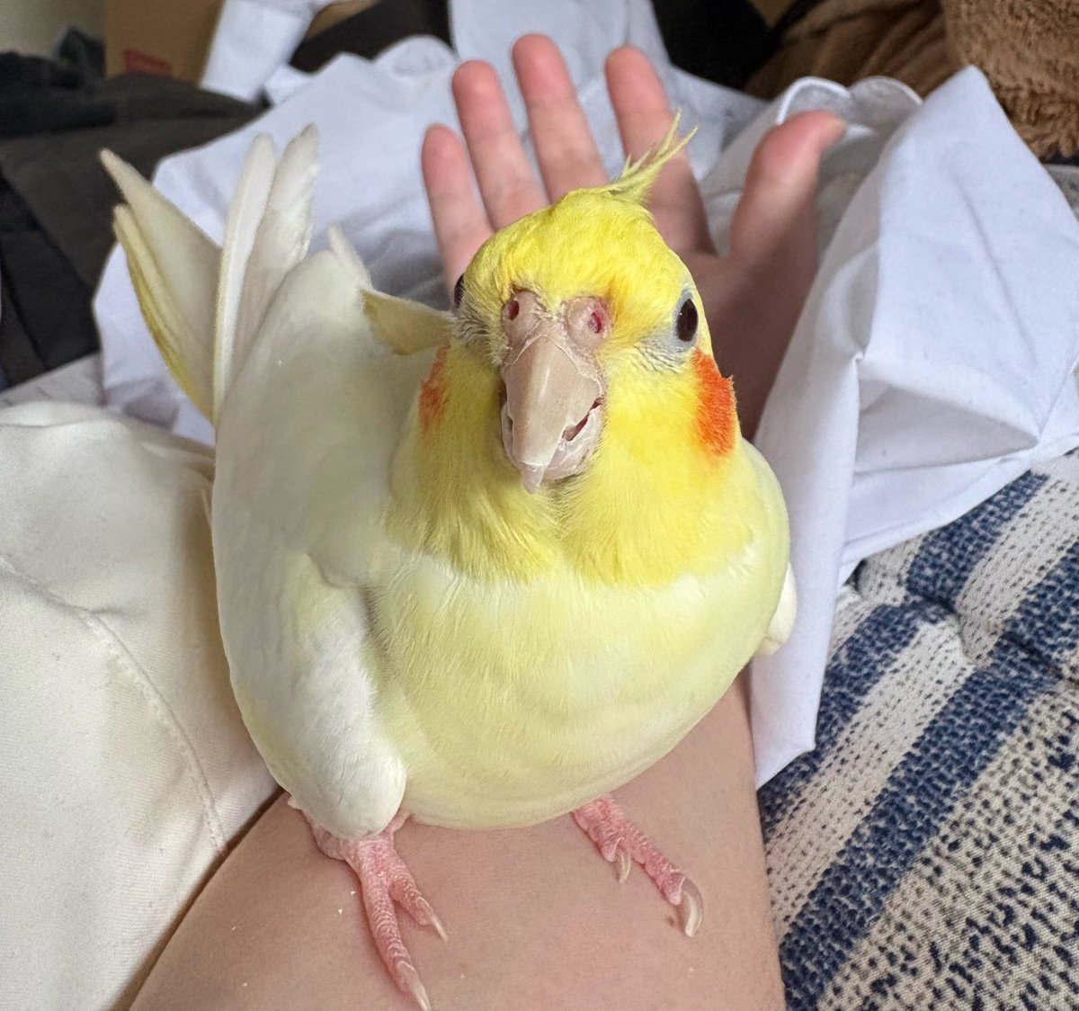 icororo_'s tweet photo. 休日オカメインコ、
写真を撮られてチョイオコオカメインコ https://t.co/53wSypd3gM