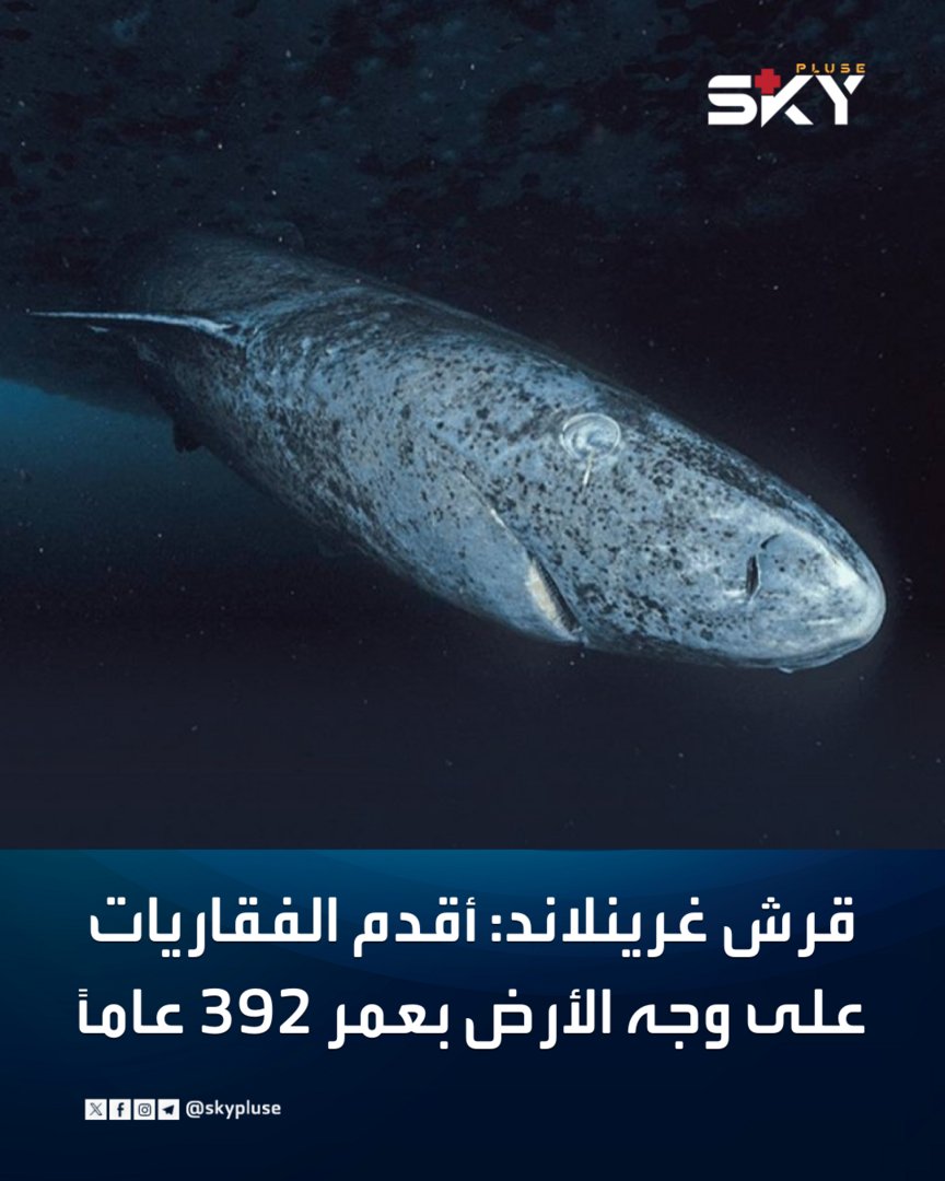 skypluse's tweet photo. قرش غرينلاند: أقدم الفقاريات على وجه الأرض بعمر 392 عاماً

https://t.co/Aq0Jbne8PD

#سكاي_بلس https://t.co/tvRQKHq2uC
