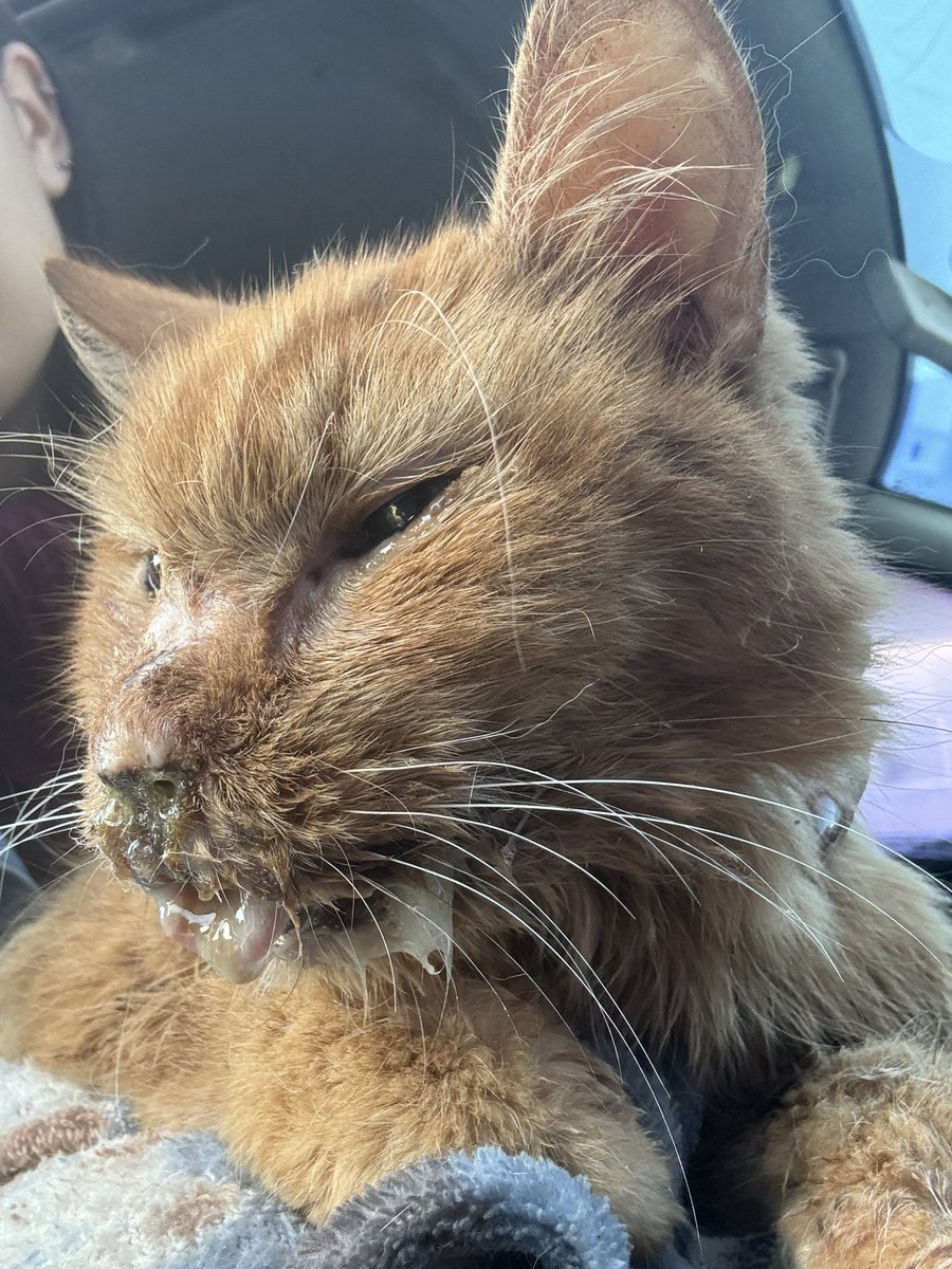 falaray_'s tweet photo. O rosto dele é limpo, mas fica assim rápido! Vim no hospital público fazer raio x e ultra pois com o dinheiro que recebi se fosse fazer no particular não sobraria para internar ele! Peço por favor que continuem ajudando e divulgando! Não sei quantos dias de internação vai ser 😔 https://t.co/e57wZa3n9b