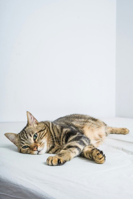 【公式】雑誌ねこ tweet media