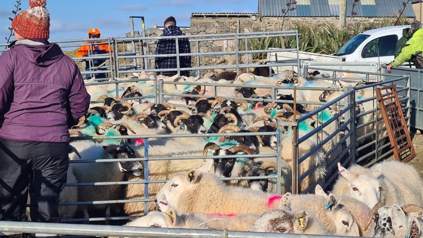 CBAB2's tweet photo. Are you a crofter in the Outer Hebrides? Species on the Edge are leading a new research project and they need your help!

The study is exploring the unique relationship between island crofting life, nature, and personal wellbeing. We’ll be carrying out one-to-one interviews this summer, expected to last an hour and a half, to hear your experiences, your stories, and to learn about your relationship with the land you work. Interviews can be in Gaelic or English and can take place indoors or outdoors on your croft, or online via video call.

Research into nature connectedness and wellbeing has been carried out among farming communities on the Scottish mainland, but never in the Hebrides. Crofting in the Outer Hebrides is distinctive — shaped by land, language, culture and tradition in ways that have no real parallel elsewhere — and we want to understand what that means for how crofters experience and relate to the natural world around them.

The findings will be used to develop a practical toolkit to help conservation organisations work more effectively alongside crofting communities, and to ensure that future nature conservation projects reflect the real needs and perspectives of local people.

To find out more or to get involved, contact Frances Simmons at Frances@atlantic58.co.uk or call 01851 827310.