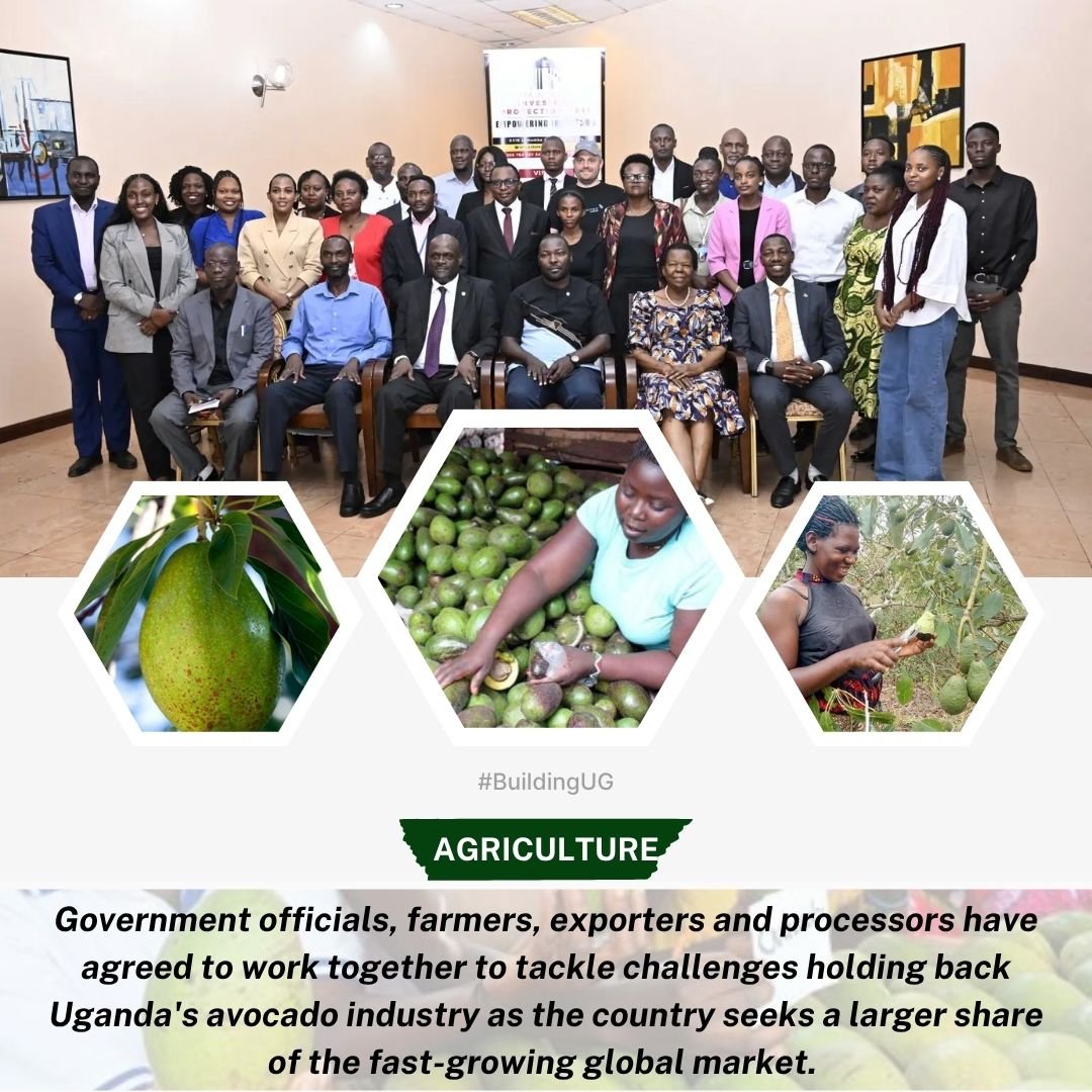AgumaJoelz's tweet photo. Uganda's avocado industry is pushing for better policies, stronger coordination and improved market access as stakeholders seek to expand the country's presence in the global avocado trade.
#BuildingUg https://t.co/5seDAMEHP2