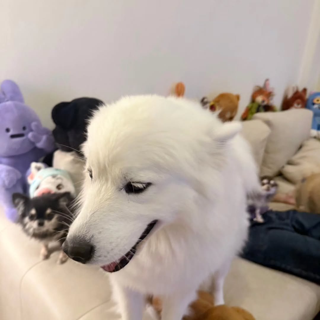 nanon_diary's tweet photo. [190626] nanon_korapat IG post

—
🐶🐾

#mynameisnanon
#nanon_korapat https://t.co/KbLconC7Uc