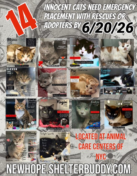 JLthekid9999's tweet photo. 🆘🆘THE 14 (😱😱😱)- POOR CATS BELOW ARE ALL AT RISK OF EU ON 6/20/26😱😱😱🆘🆘

😟😿😿MOST URGENT ON LIST ARE 

1.  WINTER (15X ON EPL - RETURNED TO EPL ON 6/18/26 - 2ND TIME BROUGHT BACKTO EPL - WINTER IS ABSOLUTELY LIVING ON BORROWED TIME NOW – BEYOND URGENT – LET’S HELP HER GET SAFE)

2.  POE (13X ON EPL - RETURNED TO EPL ON 6/14/26 - ON BORROWED TIME)

3.  EXABYTE (8X ON EPL - TOO LOW ON PLEDGES);

4. MOMO (8X ON EPL - TOO LOW ON PLEDGES);

5. NAGINI (6X ON EPL - TOO LOW ON PLEDGES);

6.  EVERGLADES (4X ON EPL - TOO LOW ON PLEDGES);

🆘🆘  WITH SO MANY CATS ONTHE EPL - THE MEDICAL KITTIES ARE WAAAAYYY BEHIND ON PLEDGES - PLEASE CONSIDER THEM:🆘🆘

1.  BATMAN - Batman has neurologic abnormalities that could be consistent with cerebellar hypoplasia, but we are unable to confirm in shelter. He also was noted to have stomatitis. Behaviorally, Batman is fearful, but has allowed handling. This evaluation/diagnosis means that BATMAN will be given very little time for rescue/foster/adoption.🔥🔥🔥🔥

2.  GINGER SPICE - Ginger Spice has a luxated right hip and is obese, which makes recovery tricky. It would be ideal for him to see an orthopedic surgeon to discuss options as surgery will be ideal. Weight loss will also be necessary. Behaviorally, Ginger Spice is timid, but has allowed all medical handling.  This evaluation/diagnosis means that will be given very little time for rescue/foster/adoption. 🔥🔥🔥🔥 

3.  MEECHY - She is a sweet, senior cat with an upper respiratory tract infection and severe dental disease. She is not eating and needs supportive care in a veterinary clinic to clear her infection. Once cleared, she also needs dental extractions to resolve the inflammation in her mouth. NOT EATING IS A DEATH SENTENCE IN SHELTER. This evaluation/diagnosis means that MEECHY will be given very little time for rescue/foster/adoption.🔥🔥🔥🔥

4.  ELOISE - Eloise has a fracture at the olecranon process of his right elbow. He has been persistently painful and lame on that limb since arrival, despite rest and pain meds. Eloise would benefit from a consultation with an orthopedic surgeon to discuss options for recovery. Behaviorally, Eloise can get overstimulated and did bite someone when they touched near his fractured elbow.  This evaluation/diagnosis means that ELOISE will be given very little time for rescue/foster/adoption. 🔥🔥🔥🔥

🆘🆘TIME IS RUNNING OUT FOR THE OVERLOOKED AND IGNORED  AS SHELTER IS AT MAX CAPACITY🆘🆘

- ALL VERY LOW ON PLEDGES  & AT HIGHEST RISK FOR EU/SILENT KILL😱 😟😟😟

PLEDGES WILL HELP STIMULATE RESCUE INTEREST FOR ALL🆘🆘🆘

NOW IS THE TIME TO ACT FOR THESE LITTLE ONES-🥹🥹🙏🙏

PLEASE SHARE AND PLEDGE IF YOU CAN- CONTACT RESCUES/FOSTERS/ADOPTERS.

@AdamsPaulGrimke 
@mehser12

Thank you