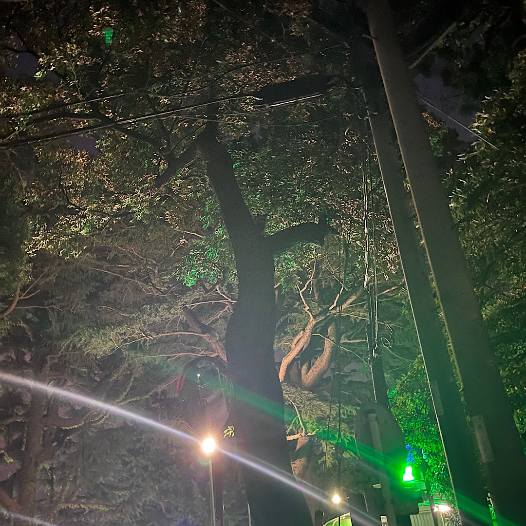 sskake's tweet photo. ワンコと夜散歩。公園でアライグマ(？)と遭遇してびっくりｗ
目の前を横切った後、木によじ登ってました。ワンコは一歩も動けずｗ https://t.co/NrHi4k6h3y