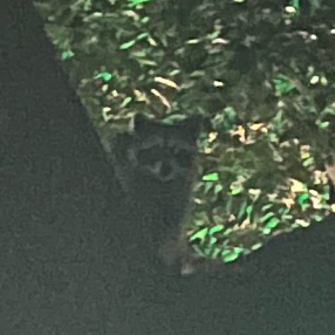 sskake's tweet photo. ワンコと夜散歩。公園でアライグマ(？)と遭遇してびっくりｗ
目の前を横切った後、木によじ登ってました。ワンコは一歩も動けずｗ https://t.co/NrHi4k6h3y