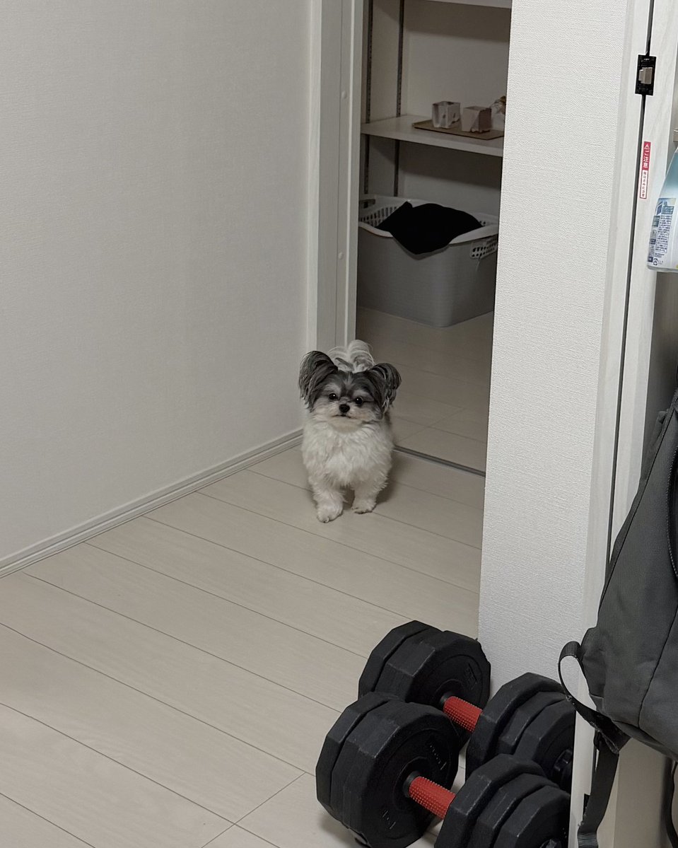 inudogwan1's tweet photo. 飼い主が別の部屋に移動したら、音を立てずに遠慮がちに確認しにくる激かわのストーカー(愛) https://t.co/LdFU3XUkUq