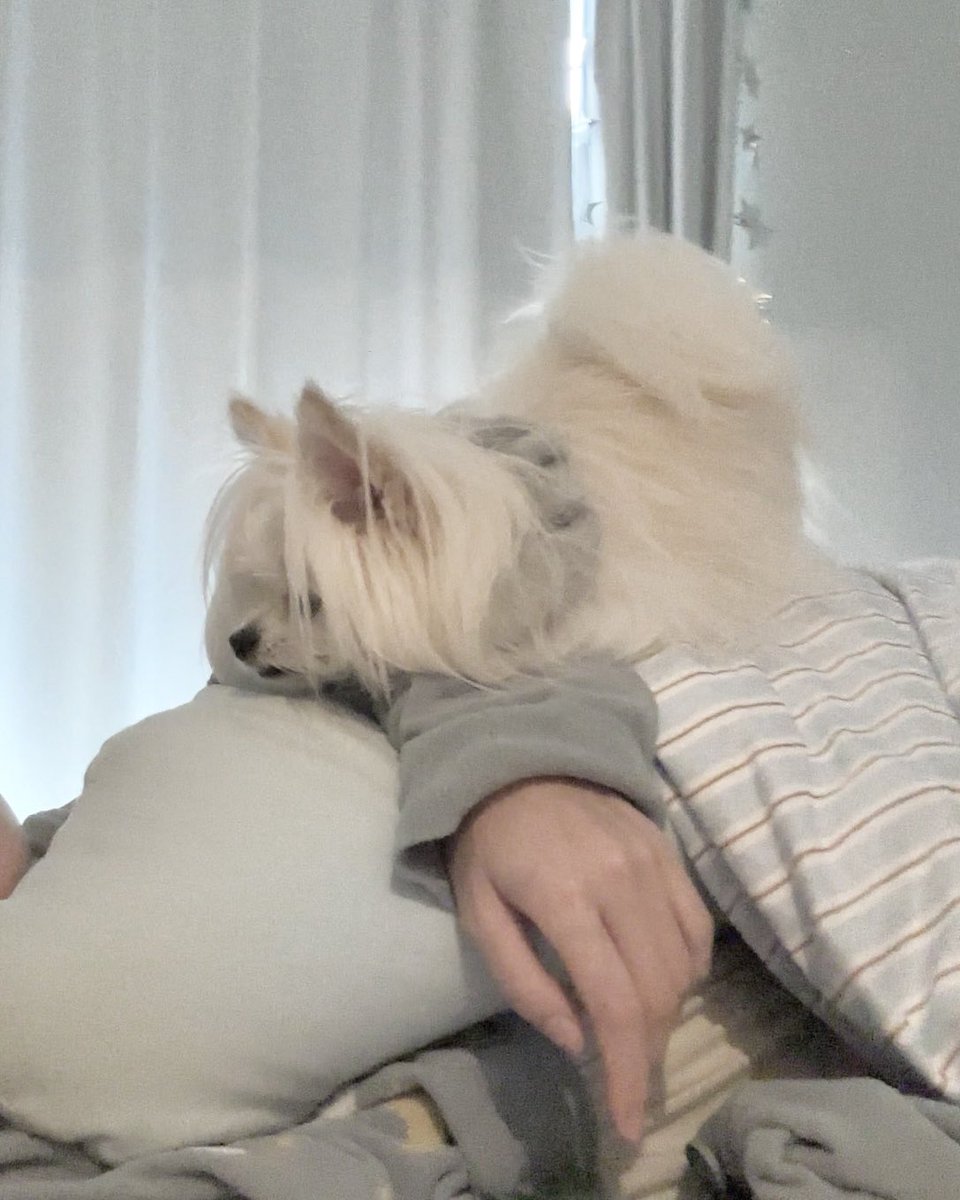 kawai_nu_san's tweet photo. ・おしりが可愛い
・犬が短い
・かなり無理して乗っている
・犬が短い https://t.co/dgphLlIjkP