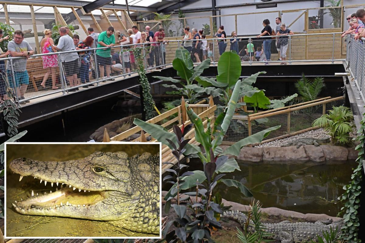 nypost's tweet photo. 3-year-old was thrown into crocodile pit by man with learning disabilities deemed unfit for police interview https://t.co/kVlgvuwbTz https://t.co/Zjyxg93xRS