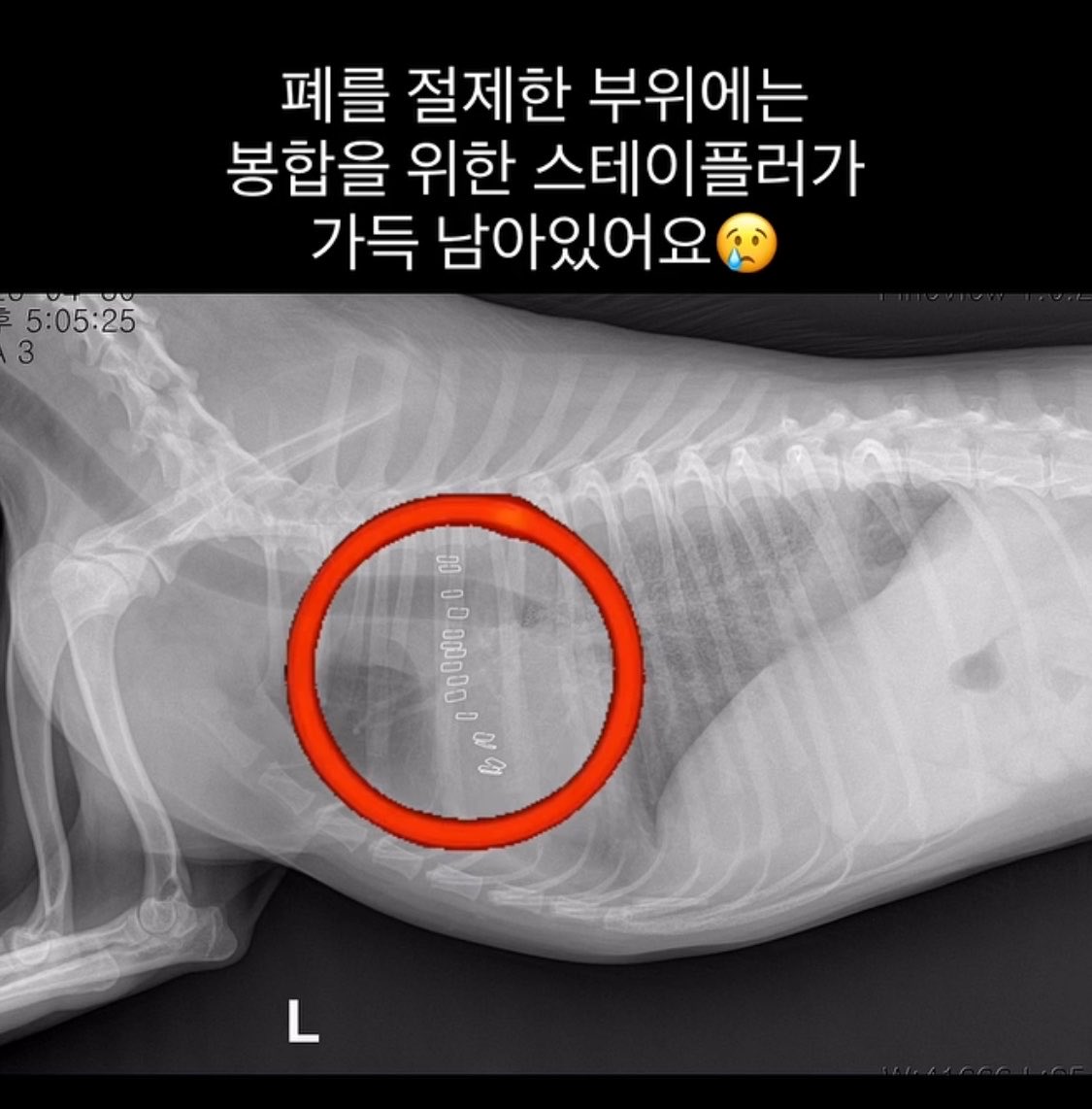 nannan_ing's tweet photo. 미친건가 
그동안 동물실험하면 약품 검사하고 마스카라 이딴거나 생각했는데 (물론 이것도 반대함)
마취도 없이 폐 자르고 외과수술 하는것까지 동물실험으로 친대 근데 이게 한국 전체 동물실험의 반 이상을 차지한대 

심지어 인간이랑 동물이 공유하는 질병은 1.16퍼 뿐이고 
그렇기때문에 동물실험 성공해도 인간 대상으론 95%가 실패한대

대체 왜이러는거임? 효과도없고 선진국도 다 안하는데 왜 동물을 잔인하게 대하는거임?