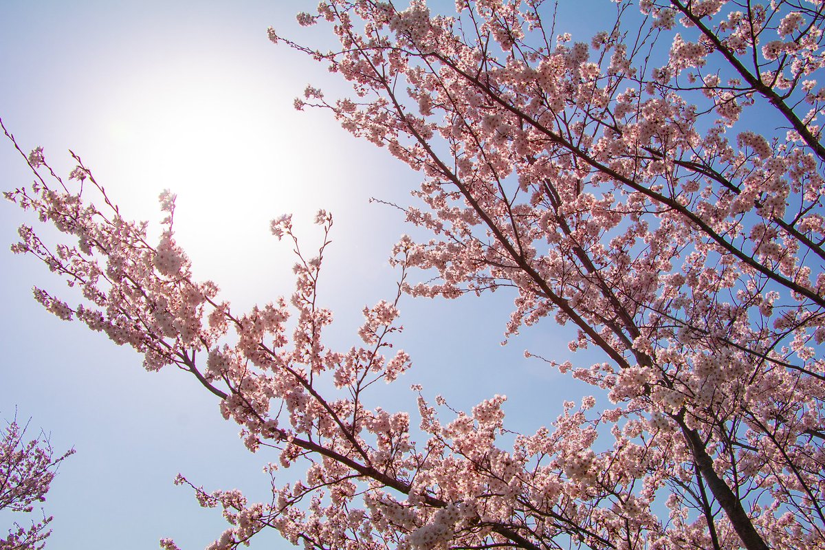 EllyRough's tweet photo. Clear blue sky, warm breeze, and blooming cherry blossoms—spring’s perfect little reminder that beautiful days are here! ， https://t.co/gEup97B8nx